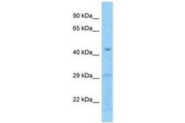 FCRLB antibody  (AA 129-178)