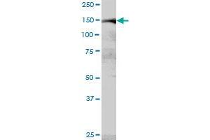 MYBBP1A MaxPab polyclonal antibody. (MYBBP1A antibody  (AA 1-1328))