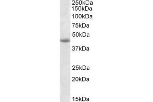 ABIN571171 (1µg/ml) staining of Jurkat lysate (35µg protein in RIPA buffer). (GNAS antibody  (Internal Region))