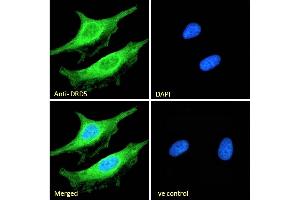 (ABIN334388) Immunofluorescence analysis of paraformaldehyde fixed HeLa cells, permeabilized with 0. (DRD5 antibody  (Internal Region))