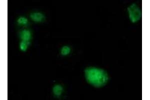 Anti-SAMHD1 mouse monoclonal antibody (ABIN2453947) immunofluorescent staining of COS7 cells transiently transfected by pCMV6-ENTRY SAMHD1 (RC206013). (SAMHD1 antibody)