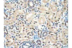 Image no. 1 for anti-Mortality Factor 4 Like 2 (MORF4L2) (N-Term) antibody (ABIN203311) (MORF4L2 antibody  (N-Term))