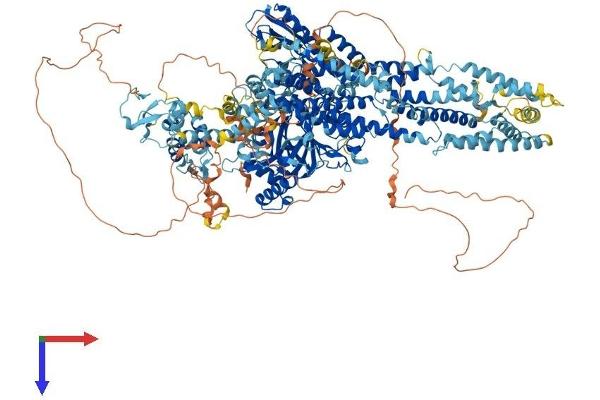 KDM5D Protein (AA 1-1548) (His tag)