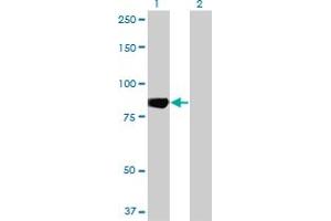 Western Blot analysis of MARK3 expression in transfected 293T cell line by MARK3 monoclonal antibody (M01), clone 1A10. (MARK3 antibody  (AA 402-500))