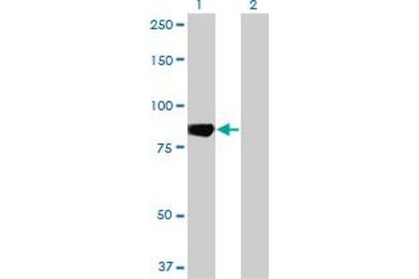 MARK3 antibody  (AA 402-500)