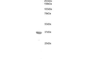 ABIN184562 staining (0. (BCL7A antibody  (C-Term))