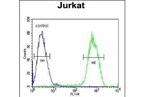PCDHGC3 Antibody (Center) (ABIN654100 and ABIN2843984) flow cytometric analysis of Jurkat cells (right histogram) compared to a negative control cell (left histogram). (Protocadherin gamma Subfamily C, 3 (PCDHGC3) (AA 511-539) antibody)