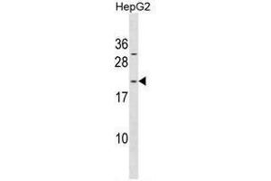 ARL6IP1 Antibody (N-term) western blot analysis in HepG2 cell line lysates (35µg/lane). (ARL6IP1 antibody  (N-Term))