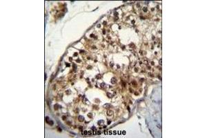 NU Antibody (Center) (ABIN655733 and ABIN2845180) immunohistochemistry analysis in formalin fixed and paraffin embedded human testis tissue followed by peroxidase conjugation of the secondary antibody and DAB staining. (NUP160 antibody  (AA 428-455))