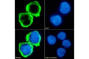 Immunofluorescence staining of fixed K562 cells with anti-B7-H6 antibody 17B1. (Recombinant B7-H6 antibody  (Extracellular Domain))