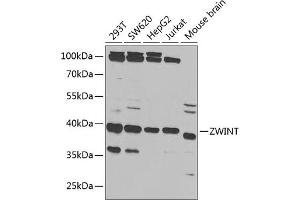 Western blot analysis of extracts of various cell lines, using ZWINT antibody (ABIN6128944, ABIN6150552, ABIN6150554 and ABIN6221938) at 1:1000 dilution.