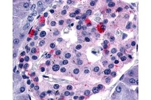 Anti-GPR35 antibody IHC of human pancreas. (GPR35 antibody  (Extracellular Domain))