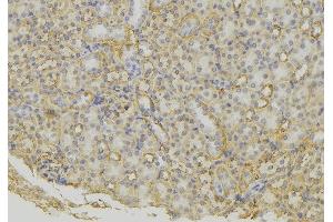 ABIN6279600 at 1/100 staining Mouse kidney tissue by IHC-P.