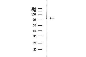 anti-Protein Kinase C, gamma (PRKCG) (Internal Region) antibody