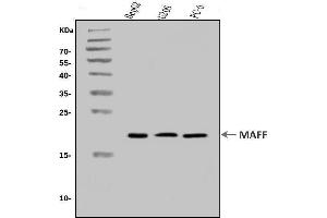 Western blot analysis of MAFF using anti-MAFF antibody (ABIN7599317). (MafF antibody  (AA 1-37))