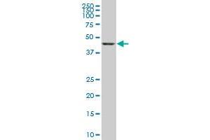 Gasdermin B antibody  (AA 1-411)