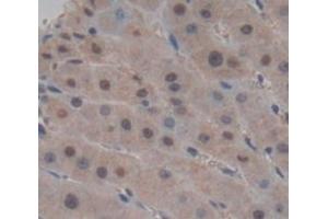 Figure. (KDM4C antibody  (AA 685-871))