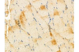 ABIN7094295 and ABIN7098342 at 1/100 staining Rat muscle tissue by IHC-P.