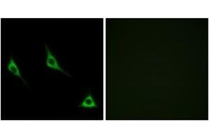 Immunofluorescence analysis of LOVO cells, using OR51A7 Antibody. (OR51A7 antibody  (AA 232-281))