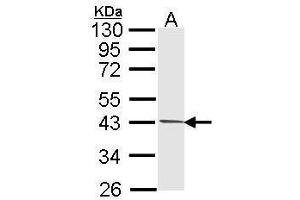 WB Image Sample (30 ug of whole cell lysate) A: 293T 10% SDS PAGE antibody diluted at 1:1000 (PIM2 antibody  (Center))