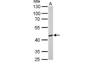 WB Image PIK3R3 antibody detects PIK3R3 protein by Western blot analysis. (PIK3R3 antibody  (Center))