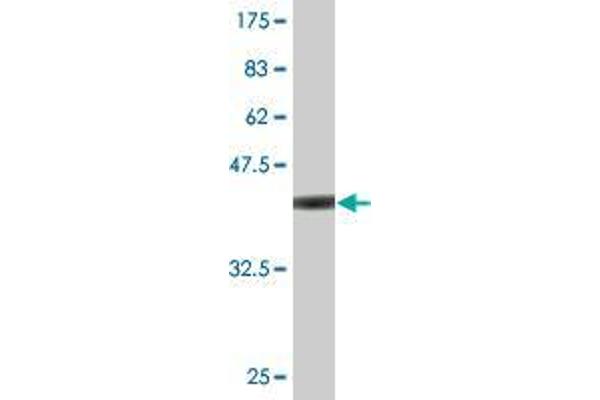 EXOSC8 antibody  (AA 177-276)