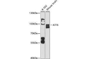 Western blot analysis of extracts of various cell lines, using  antibody  at 1:1000 dilution. (ATF6 antibody)