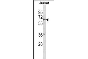 FBXW5 Antibody (Center) (ABIN1881341 and ABIN2838606) western blot analysis in Jurkat cell line lysates (35 μg/lane). (FBXW5 antibody  (AA 324-350))