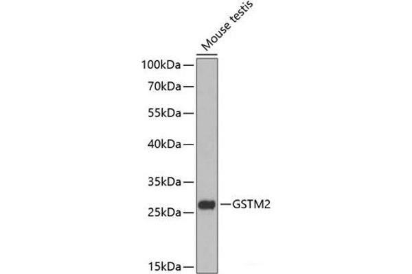GSTM2 anticorps