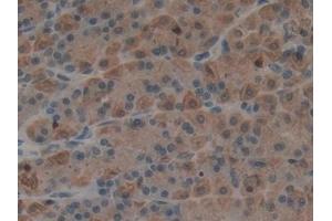 #VALUE! (Epiregulin antibody  (AA 1-162))