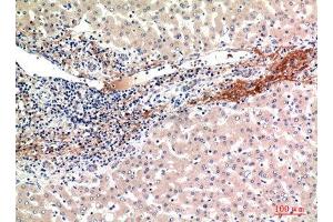 Immunohistochemistry (IHC) analysis of paraffin-embedded Human Liver, antibody was diluted at 1:100. (GFER antibody  (Internal Region))