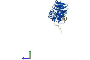 Protein Structure (PS) image for Ring Finger and CHY Zinc Finger Domain Containing 1, E3 Ubiquitin Protein Ligase (RCHY1) (AA 1-261) protein (His tag) (ABIN7545320)
