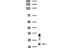Western blot analysis of lysates from RAW264.