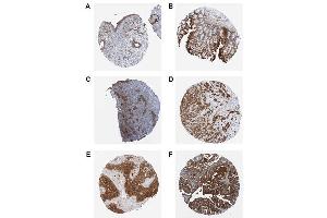 Immunohistochemical staining of endogenous human RIG-I in different human tissues (paraffin sections) using anti-RIG-I, mAb (Alme-1) . (DDX58 antibody  (AA 201-713))