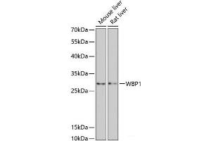 Western blot analysis of extracts of various cell lines using WBP1 Polyclonal Antibody at dilution of 1:3000. (WBP1 antibody)