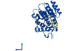 Protein Structure (PS) image for Retinol Dehydrogenase 11 (All-Trans/9-Cis/11-Cis) (RDH11) (AA 1-316) protein (His tag) (ABIN7561788)