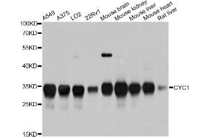 Western blot analysis of extracts of various cell lines, using CYC1 antibody. (Cytochrome C1 antibody)