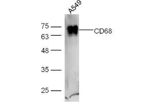 A549 cell lysates probed with Anti-CD68 Polyclonal Antibody, Unconjugated  at 1:5000 for 90 min at 37˚C. (CD68 antibody  (AA 21-120))