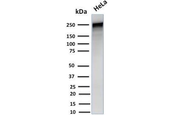 SPTA1 anticorps  (AA 356-475)