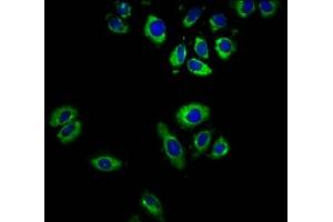 Immunofluorescence staining of A549 cells with ABIN7164493 at 1:166, counter-stained with DAPI. (GPR32 antibody  (AA 1-44))