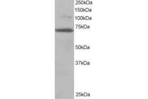 Image no. 1 for anti-Ran GTPase Activating Protein 1 (RANGAP1) (AA 2-15) antibody (ABIN291106) (RANGAP1 antibody  (AA 2-15))