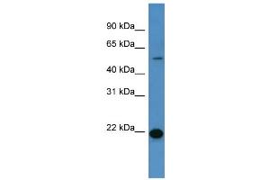 Western Blotting (WB) image for anti-Carcinoembryonic Antigen-Related Cell Adhesion Molecule 3 (CEACAM3) (C-Term) antibody (ABIN2788339)