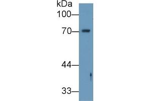Detection of ANGPT2 in Human ECV304 cell lysate using Polyclonal Antibody to Angiopoietin 2 (ANGPT2) (Angiopoietin 2 antibody  (AA 24-165))