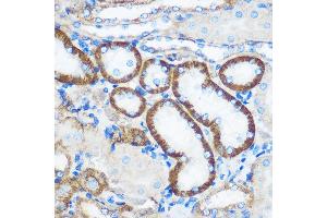 Immunohistochemistry of paraffin-embedded Mouse kidney using PEBP4 Rabbit pAb (ABIN7269280) at dilution of 1:100 (40x lens). (PEBP4 antibody)