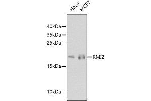 Western blot analysis of extracts of various cell lines, using RMI2 antibody (ABIN6133441, ABIN6146982, ABIN6146983 and ABIN6224617) at 1:1000 dilution. (RMI2 antibody  (AA 1-147))