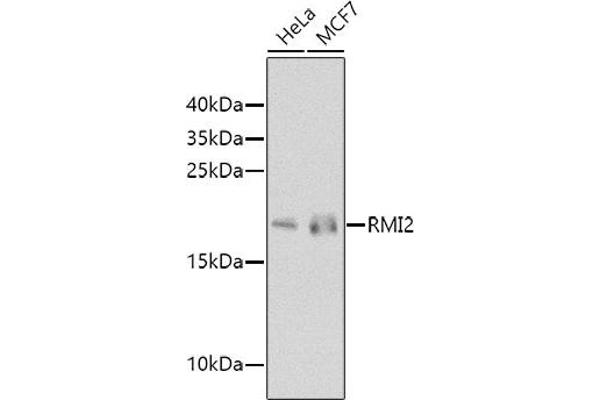 RMI2 antibody  (AA 1-147)