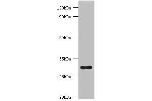 Western blot All lanes: 39S ribosomal protein L28, mitochondrial antibody at 2 μg/mL + Hela whole cell lysate Secondary Goat polyclonal to rabbit IgG at 1/10000 dilution Predicted band size: 30 kDa Observed band size: 30 kDa (MRPL28 antibody  (AA 1-256))