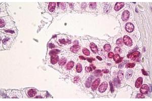 Image no. 3 for anti-Histone H3.3 (AA 1-137) antibody (ABIN1498570) (Histone H3.3 antibody  (AA 1-137))