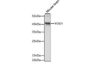 Western blot analysis of extracts of Mouse brain using YOD1 Polyclonal Antibody at dilution of 1:3000. (YOD1 antibody)