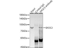 Immunoprecipitation analysis of 300 μg extracts of MCF7 cells using 3 μg EXOC3 antibody (ABIN7267060). (EXOC3 antibody)